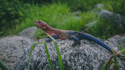 Colorfull gecko on a rock in Serengeti national park Tanzania