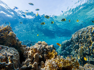 colorful corals and exotic fishes at the bottom of the Red sea. beautiful natural summer background