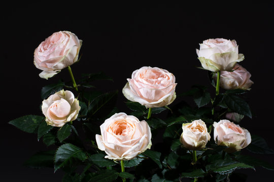 Studio shoot of white roses with beautiful 8 blooms and dark green leaves, on black background