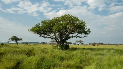 Foto op Aluminium Solo tree in Serengeti national park  © LP Productions