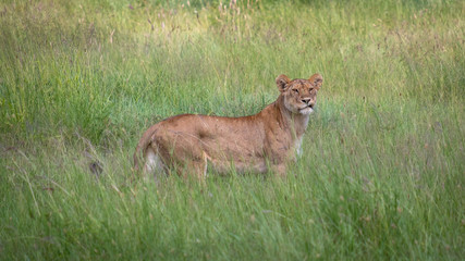 Lion walking in grass in Ngorogongoro national park