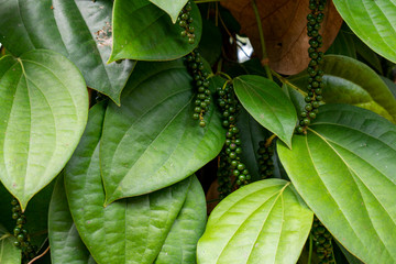 India, Karnataka, New Mangalore - December 30 2019 - The pepper plant in India