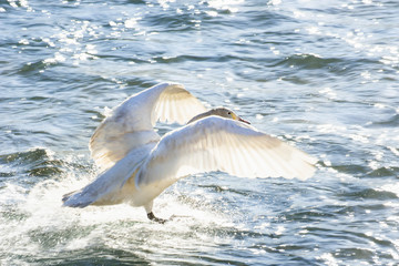 水の上を走る白鳥