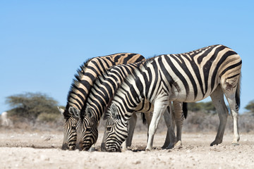 Three Burchell zebras (Equus quagga burchellii) in Etosha, Namibia.
