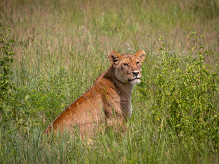 Lion sitting in grassin Ngorogongoro national park