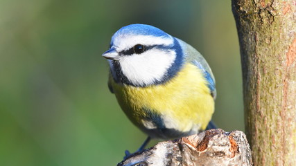 Obraz premium blue tit bird during winte,Czech republic