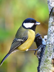 Obraz premium great tit parus major in Czech nature