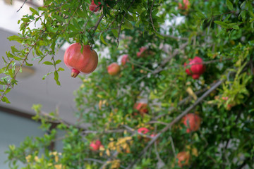 Pomegranate with fruits in the fall. Beautiful tropical tree background. A nice day at the end of summer in the garden. Blurred background, place for text. Red pomegranate on the left. Close-up.