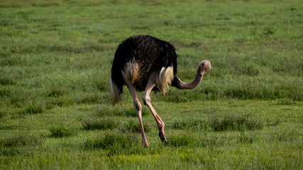 Ostrich in Tanzania Ngorogoro national park