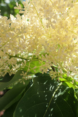 White Flowers on Tree