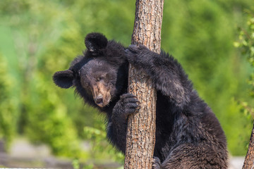 Black Bear climbing a tree on a sunny day