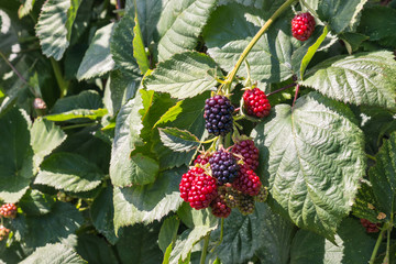 closeup of blackberry bush with ripe and unripe organic blackberries
