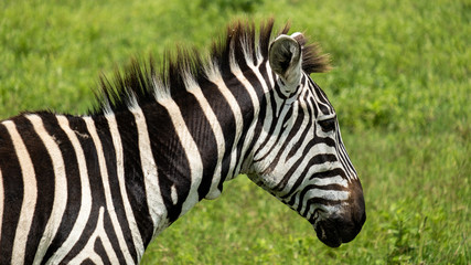 Fototapeta na wymiar Zebra in Tanzania Ngorongoro national park. 