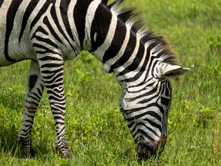 Fototapeta na wymiar Zebra in Tanzania Ngorongoro national park. 