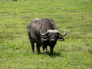 water buffalo standing solo on grass in Tanzania Ngorogoro national park
