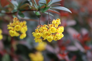 Tiny yellow flowers on a green bush in blossom during spring or summer city in the park and garden.