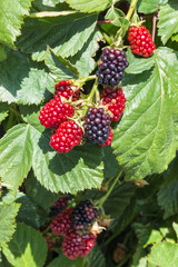 closeup of organic garden blackberries ripening on blackberry bush