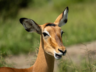 Close up of a impala in Ngorongoro national park Tanzania