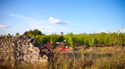 Vélo rouge dans les vignes en France, domaine d'Anjou. Pays de la Loire - obrazy, fototapety, plakaty