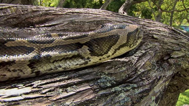 A huge snake slowly moves along a tree branch flicking its tongue in the air