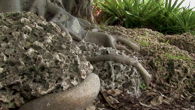 The end of a snake tail slithers behind a rock at the base of a tree in the jungle