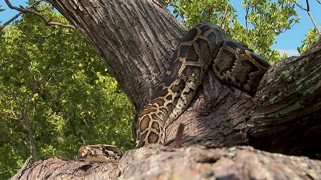 A giant snake rests its head high up in a tree branch during the mid-day heat