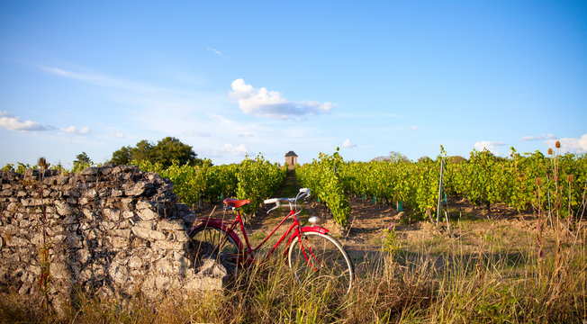Vélo rouge dans les vignes en France, domaine d'Anjou. Pays de la Loire
