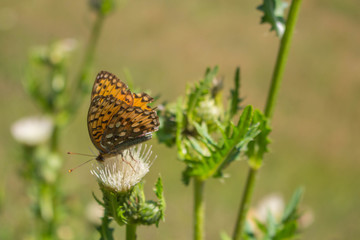 Schmetterling