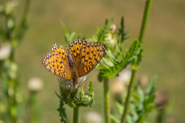 Schmetterling