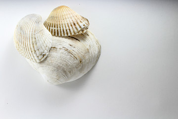 Oyster, shell, bivalve clam on a white background