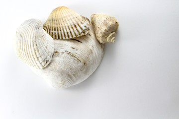 Oyster, shell, bivalve clam on a white background
