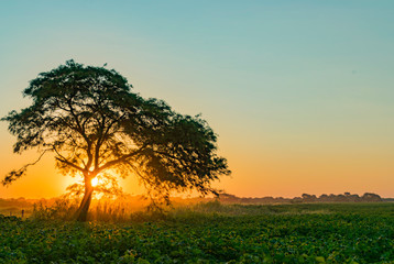 Fototapeta premium Atardecer, Algarrobo tapando el Sol al costado de campo de Algodón