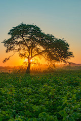 Atardecer, Algarrobo tapando el Sol al costado de campo de Algodón