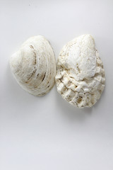 Oyster, shell, bivalve clam on a white background