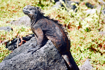 igauana of galapagos