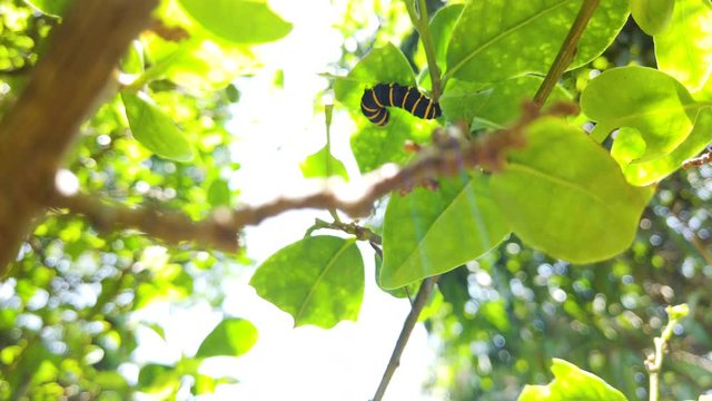 Manaca butterfly caterpillar eating tree leaf