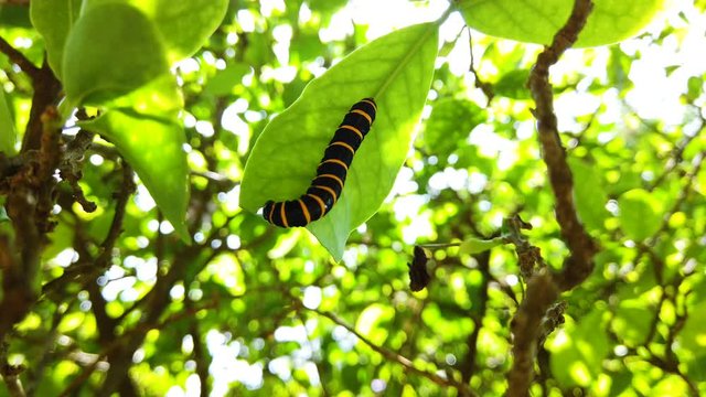 Caterpillar eating tree leaf. Fix camera.