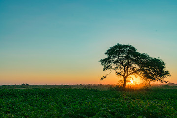 Atardecer en Campo de Algodón con Algarrobo tapando el Sol