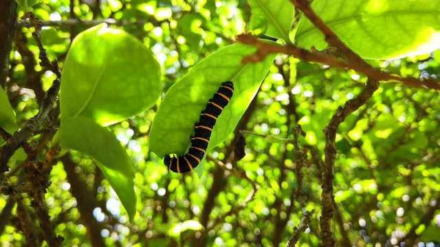 Caterpillar eating leaf before turning into butterfly.