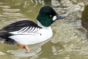 Duck. Male  common goldeneye . Medium-sized duck from northern Canada, USA, Russia and Scandinavia. Aggressive and territorial duck nesting in tree cavities, migrating to south during winter