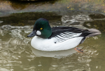 Duck. Male  common goldeneye . Medium-sized duck from northern Canada, USA, Russia and Scandinavia....