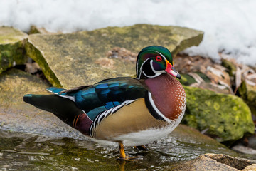 Male Carolina duck (Aix sponsa), also known as the North American wood duck. Scene from Wisconsin...