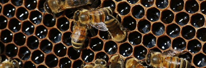 pszczoły robotnice