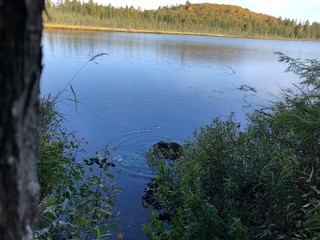 Beaver in lake in forest