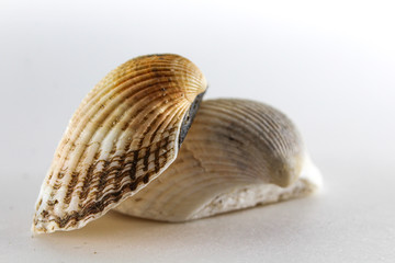 Oyster, shell, bivalve clam on a white background