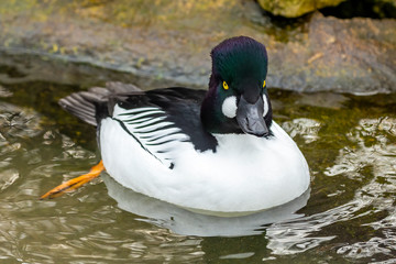 Duck. Male  common goldeneye . Medium-sized duck from northern Canada, USA, Russia and Scandinavia. Aggressive and territorial duck nesting in tree cavities, migrating to south during winter