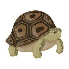 Sea turtle vector icon.Cartoon vector icon isolated on white background sea turtle.