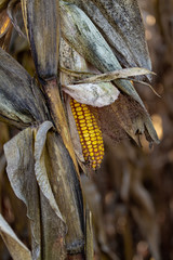 Corn before harvest