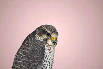 The gyrfalcon .Beautiful bird of prey,the largest of the falcon species,living in the northern polar regions 