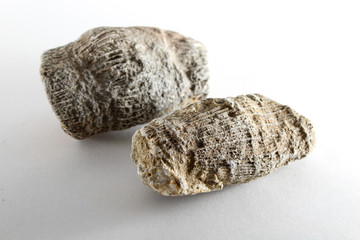 Fragment of a fossilized branch of an ancient coral © Aktrisa